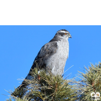 گونه طرلان Northern Goshawk 